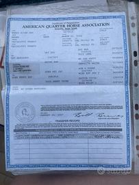 Cavalla quarter con certificato