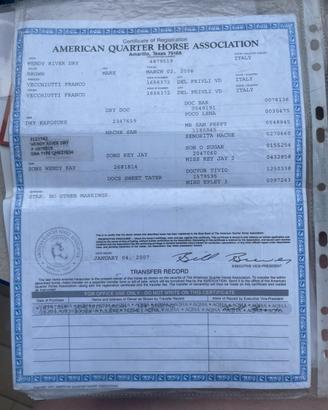 Cavalla quarter con certificato