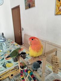  2  inseparabili allevati a mano