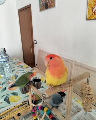  2  inseparabili allevati a mano