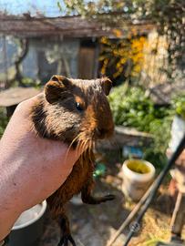 Porcellini d'india con cuccioli