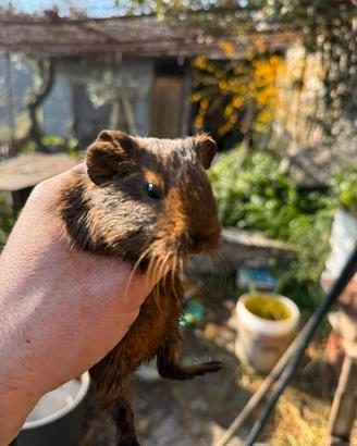 Porcellini d'india con cuccioli
