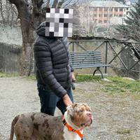 American bully XL