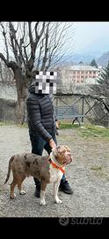 American bully XL