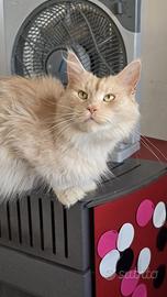 Maine coon adulta
