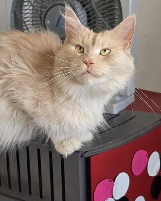 Maine coon adulta