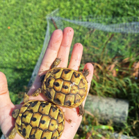 Tartarughe di terra