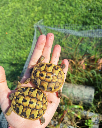 Tartarughe di terra
