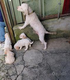 Cuccioli di lagotto romagnolo
