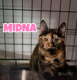 Midna gatta di 5 mesi