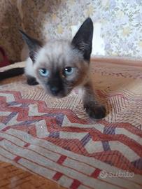 Cucciola Thai (siamese tradizionale)