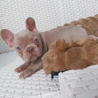 Cuccioli di Bulldog Francese - subito Disponibili