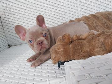 Cuccioli di Bulldog Francese - subito Disponibili