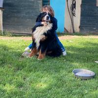 Bovaro del bernese disponibile per monte