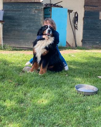 Bovaro del bernese disponibile per monte