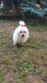 Cuccioli di cane razza maltese