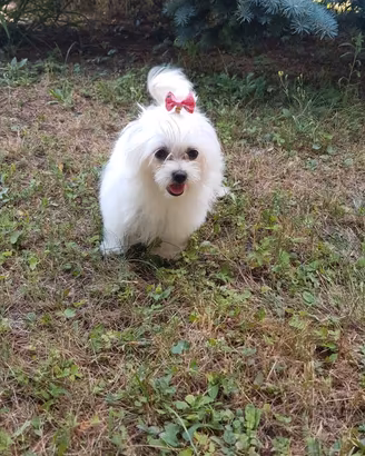 Cuccioli di cane razza maltese