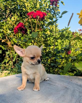 SPLENDIDA CUCCIOLA CHIHUAHUA, ALLEVAMENTO ENCI 
