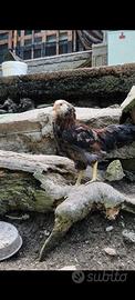 galli ameraucana