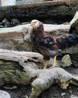 galli ameraucana