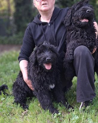 Terrier nero russo