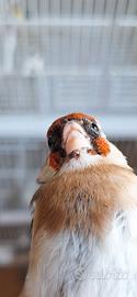 cardellina favata toppa bianca 