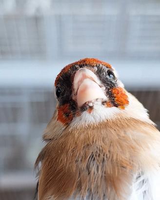cardellina favata toppa bianca 