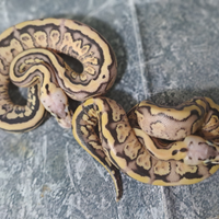 Pitone reale vary morph