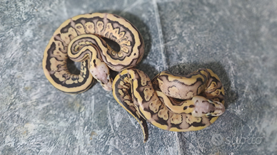 Pitone reale vary morph