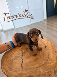 Cuccioli Bassotto Tedesco Standard con Pelo Corto