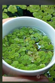 Salvinia Pianta Galleggiante Acquario

