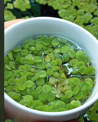 Salvinia Pianta Galleggiante Acquario

