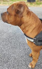 Staffordshire bull terrier