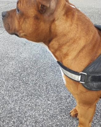 Staffordshire bull terrier