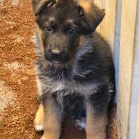 Cucciolo pastore tedesco