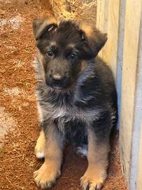 Cucciolo pastore tedesco