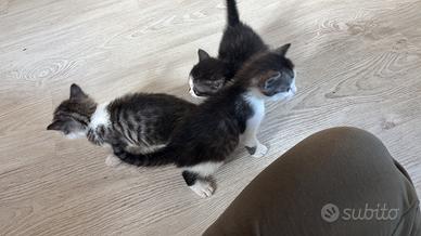Cuccioli di gattini di un mese