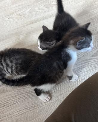 Cuccioli di gattini di un mese