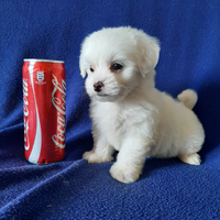 Splendidi cuccioli di Maltesi Mini Toy