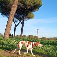 Cucciola simil Springer Spaniel