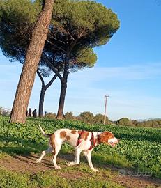 Cucciola simil Springer Spaniel