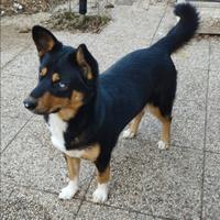 Incrocio Husky pastore 1 anno femmina