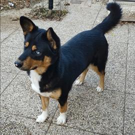 Incrocio Husky pastore 1 anno femmina