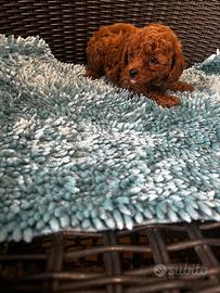 Cuccioli di barboncini toy e mini toy