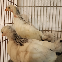 Pulcini di galline selezionate