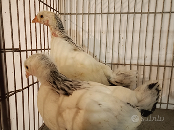 Pulcini di galline selezionate