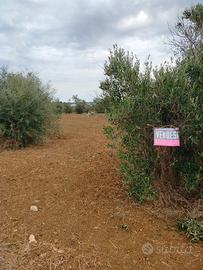 Terreno agricolo zona Mimmo