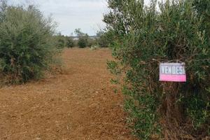 Terreno agricolo zona Mimmo