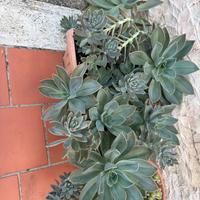 Graptoveria  jacaranda