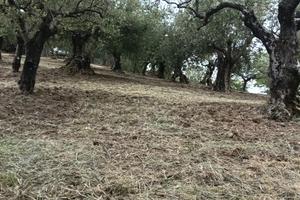 Uliveto,più deposito C/2 accatastato regolarmente 